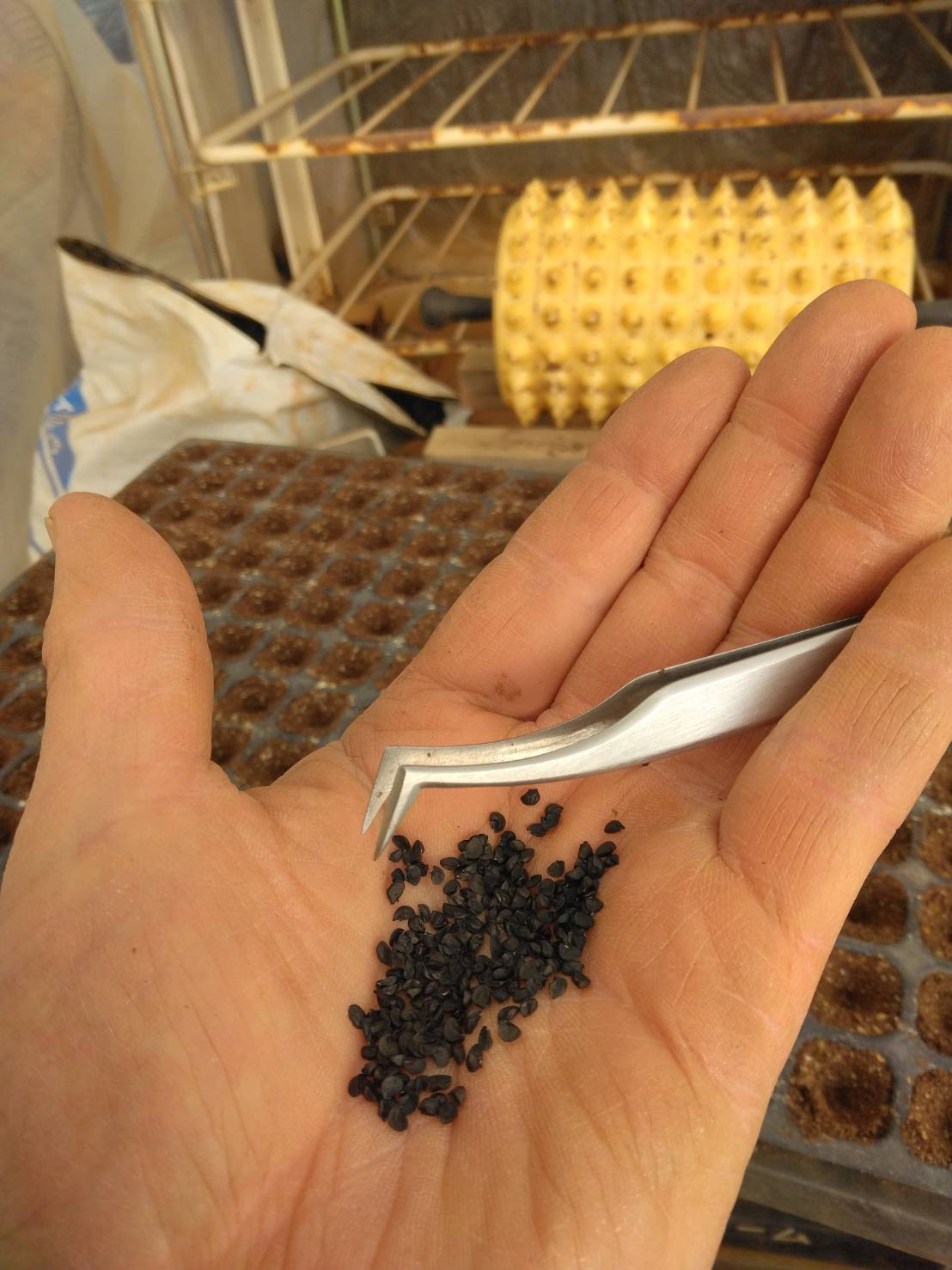 収穫した下仁田ネギの写真