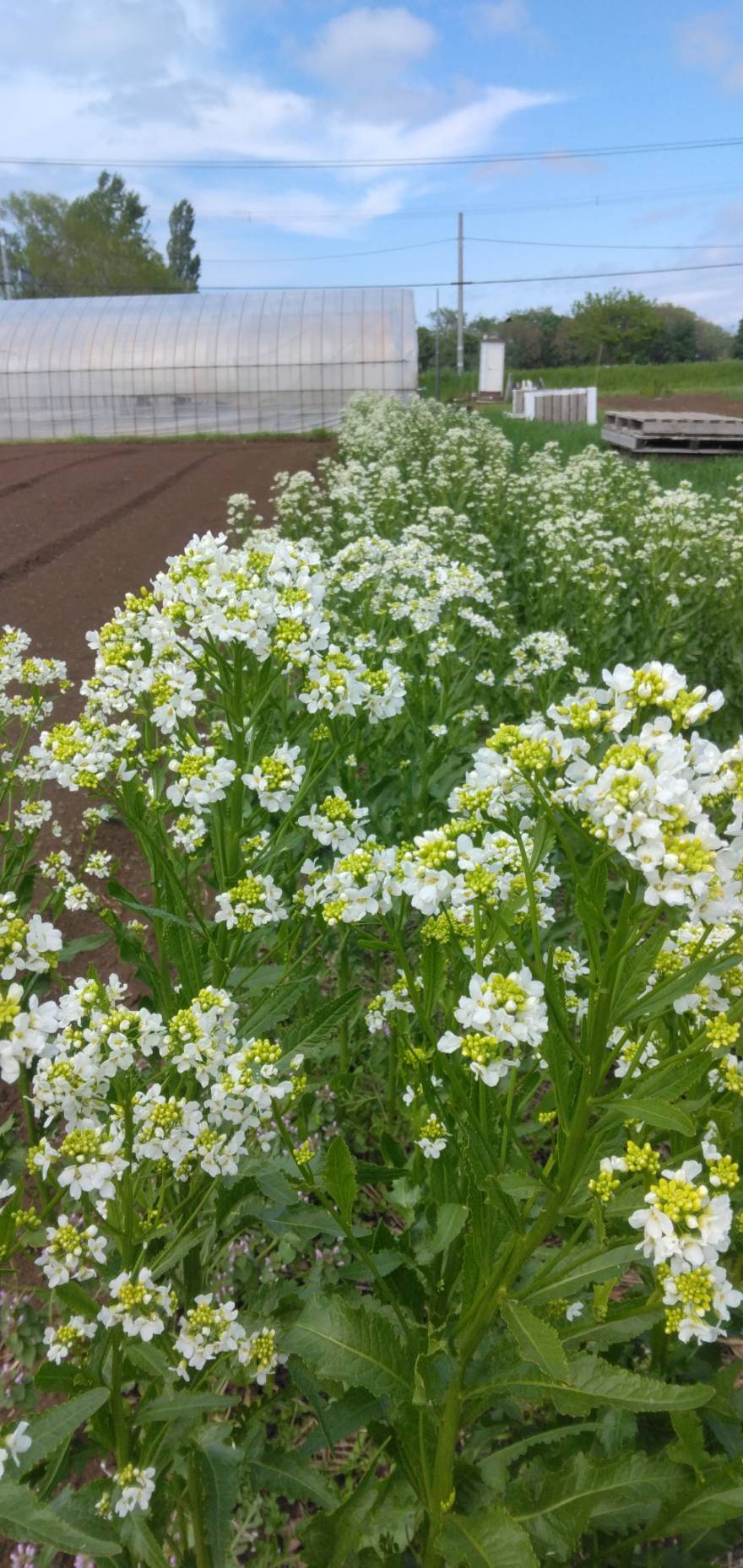 山わさびの花の写真
