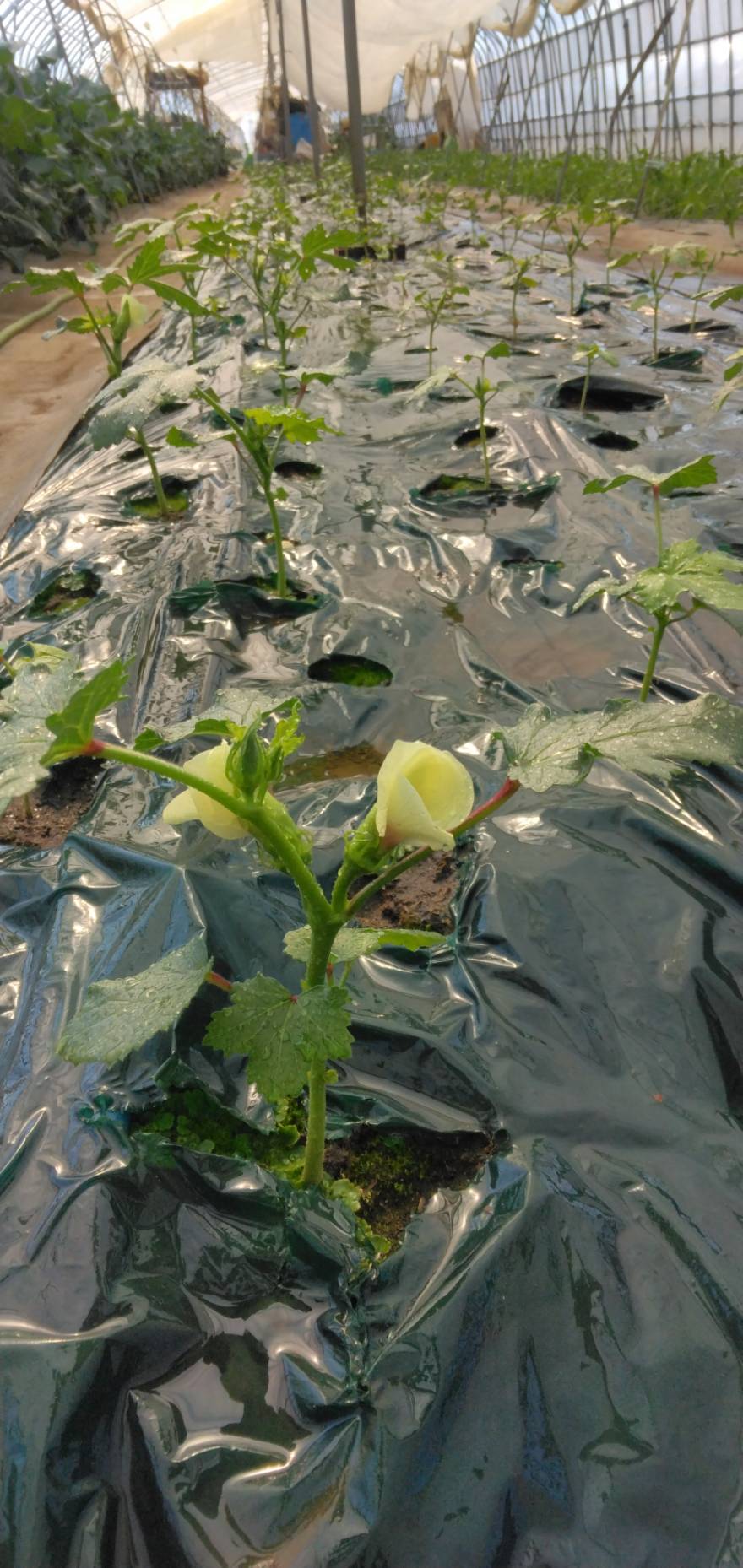 オクラの花の写真