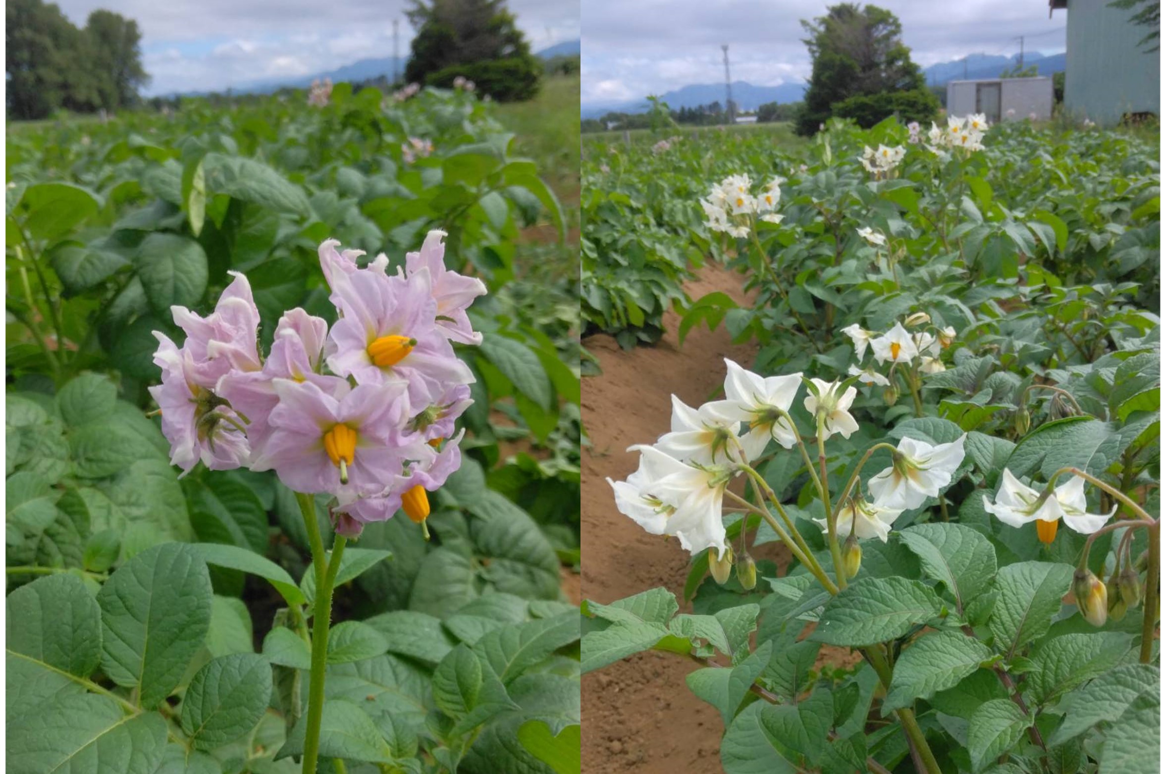 ジャガイモの花の写真