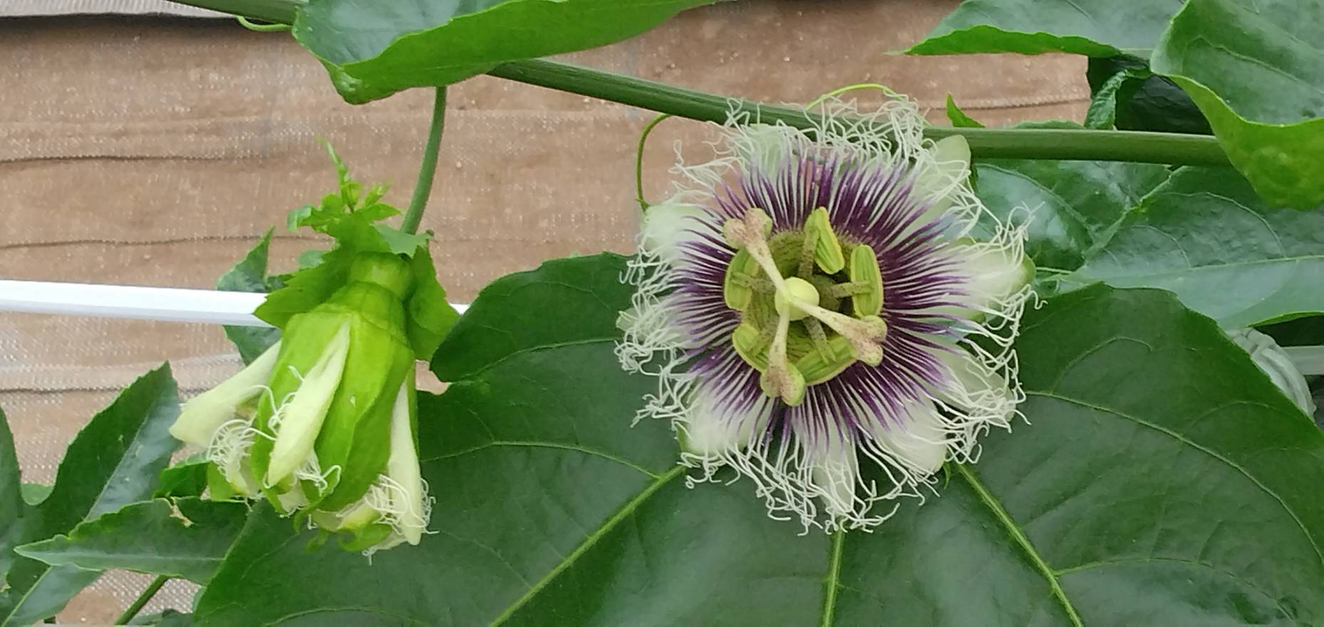 パッションフルーツの花の写真