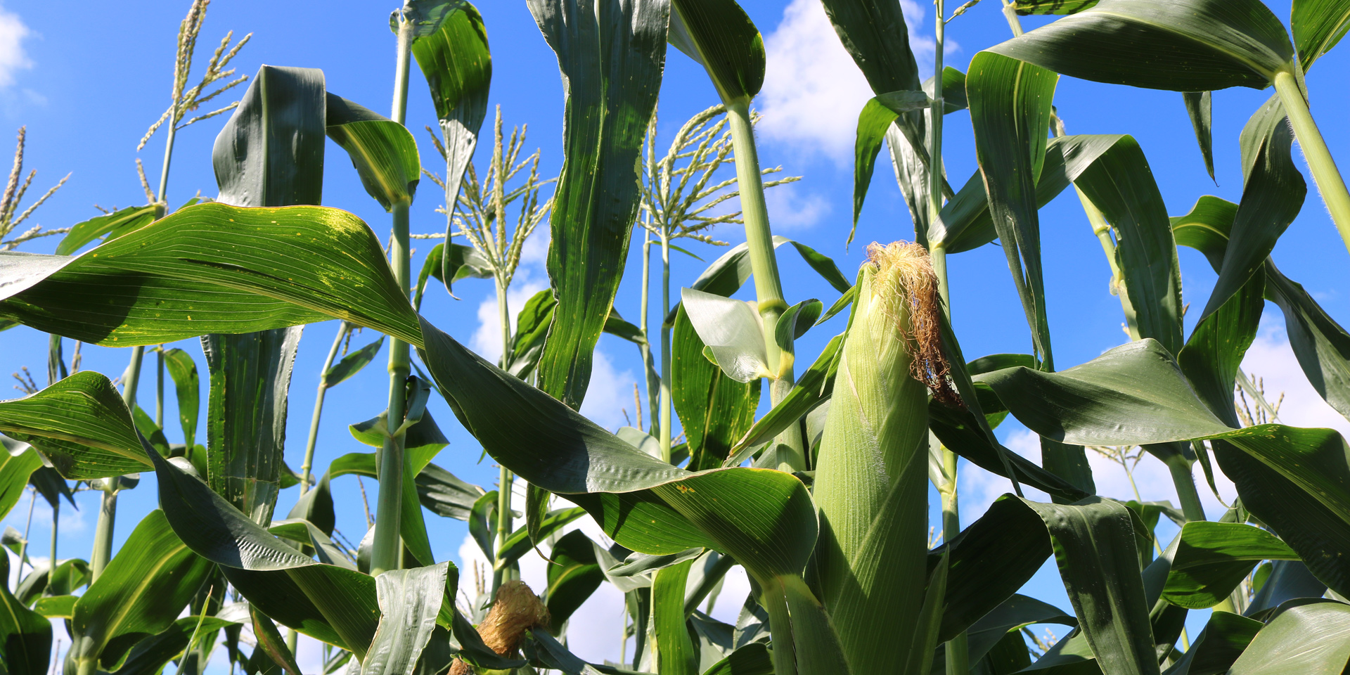 とうもろこし畑の写真