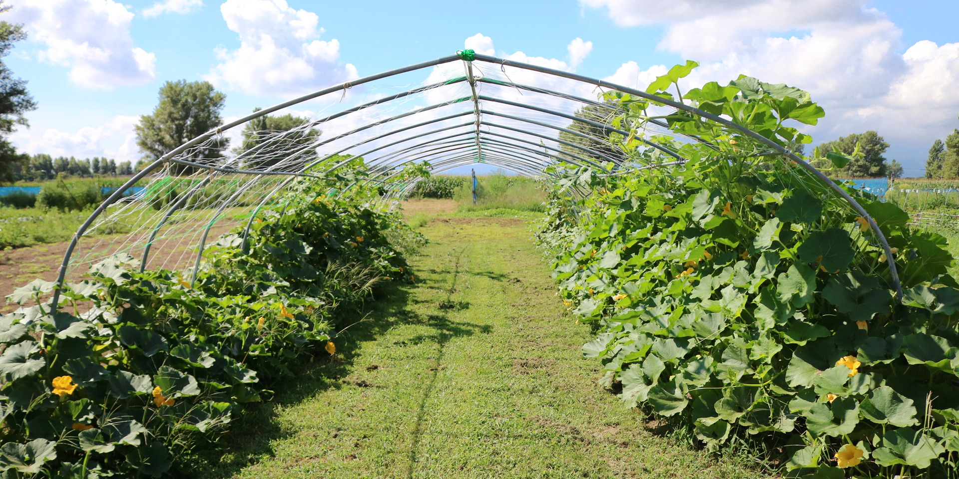空とぶカボチャハウスの写真