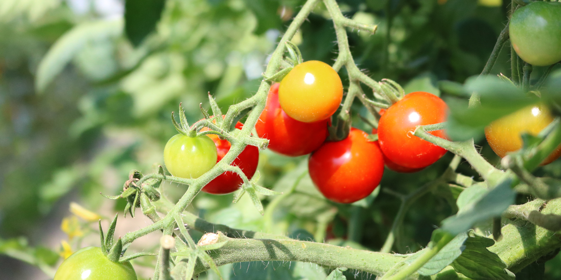 ミニトマトの写真