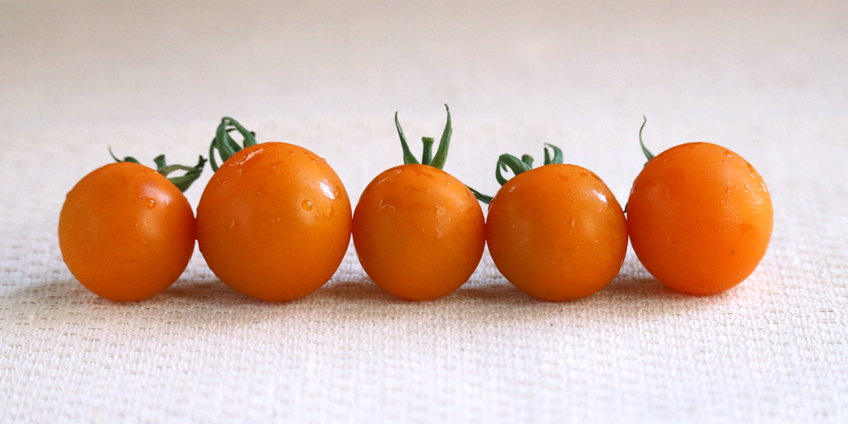 ミニトマトの写真